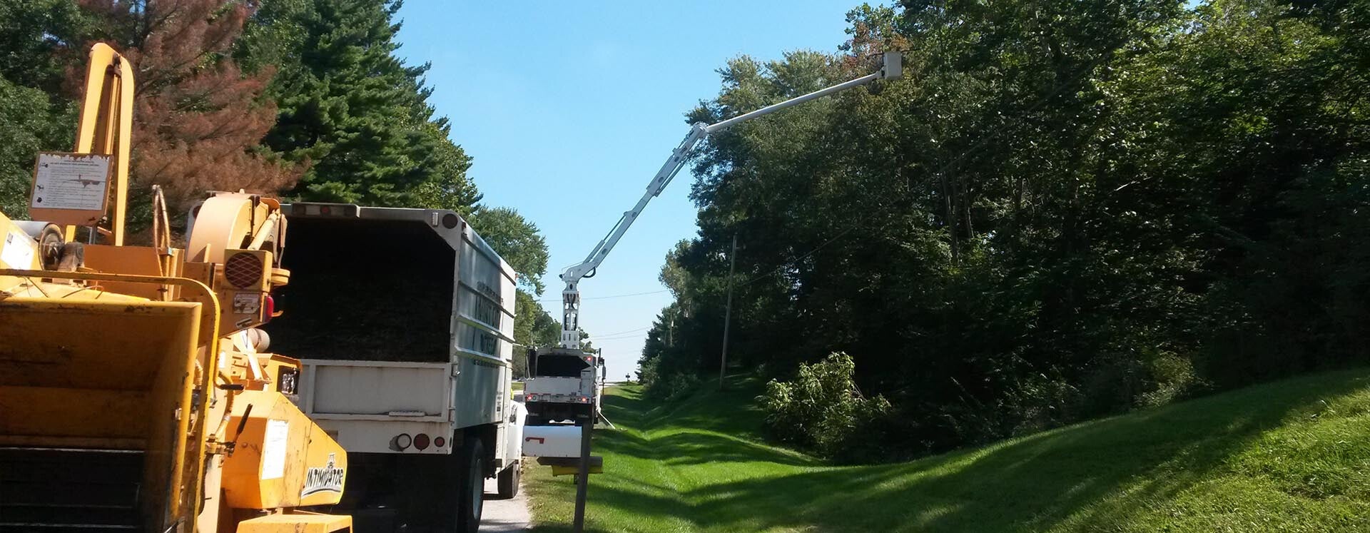 Tree Trimming