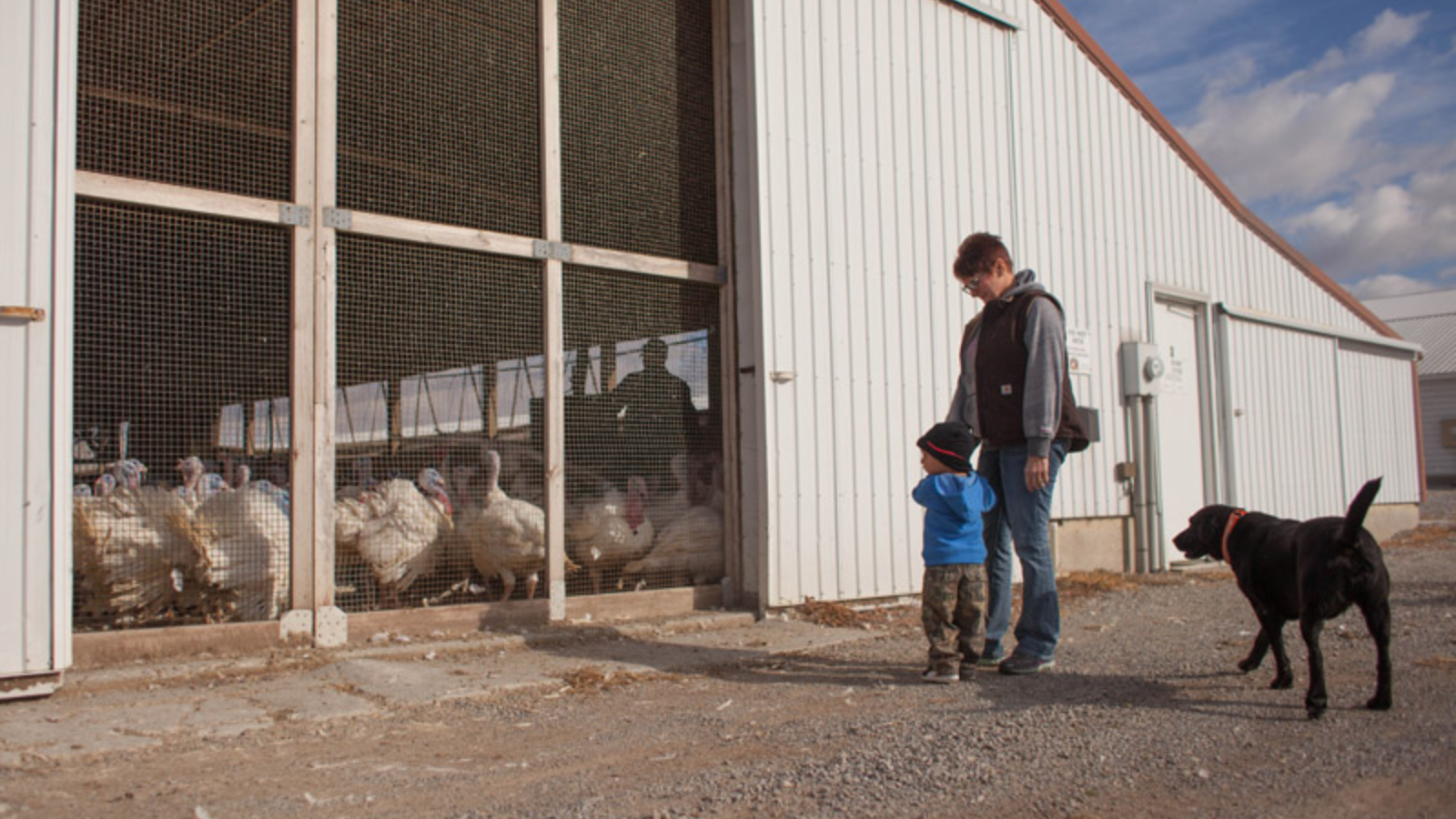Proper covering for Poultry is essential for stopping the spread.