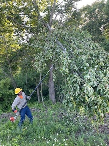 Terry Minic removing trees