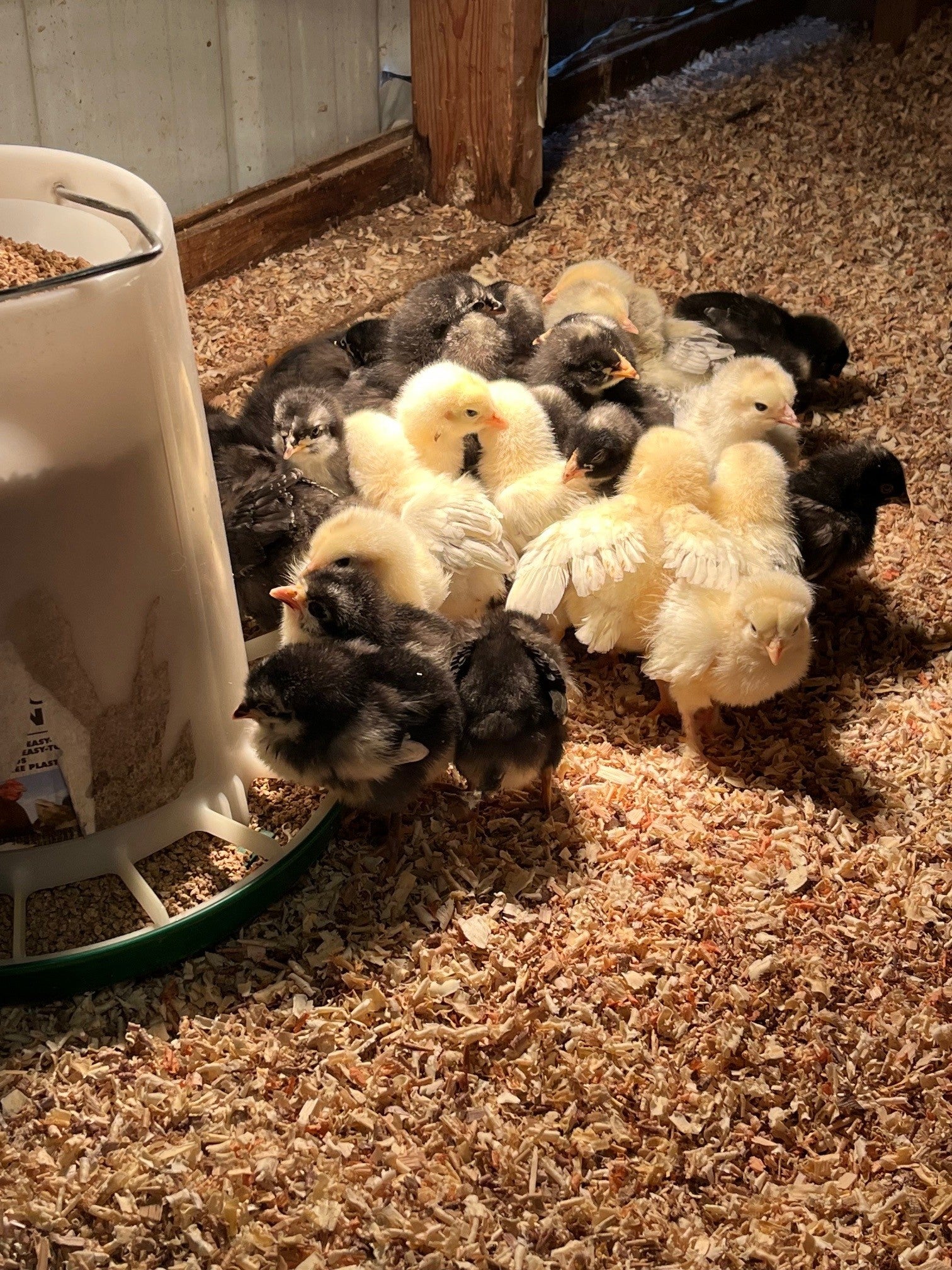Luke Chickens
