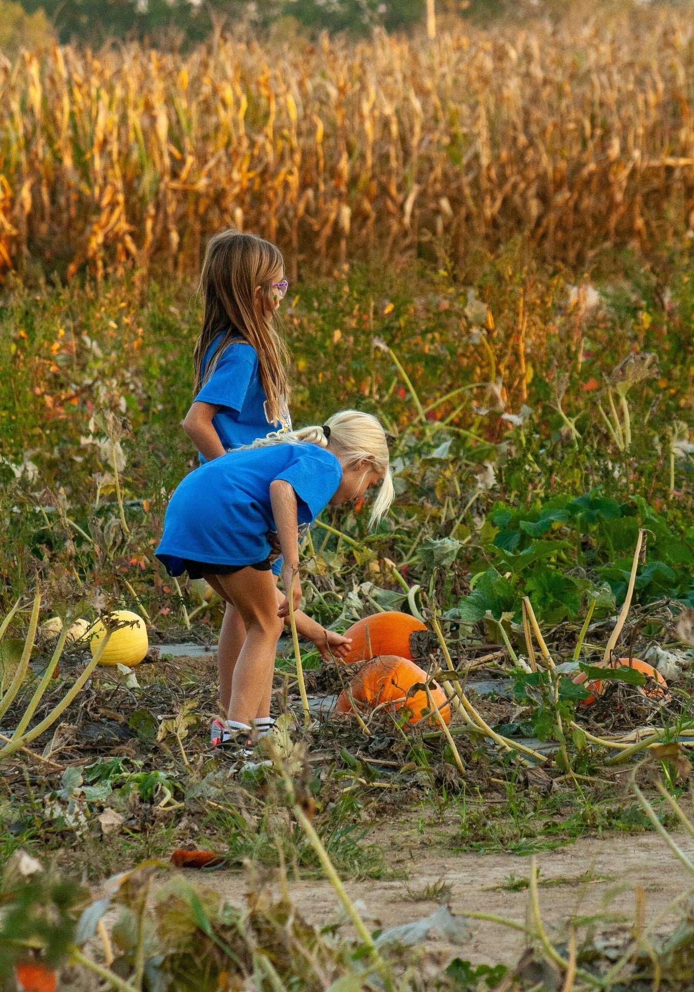 Weller Farms Pumpkin Patch