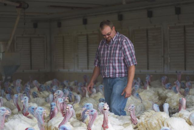 Local Turkey Farmer